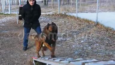 一只德国牧羊犬在训练员指挥的看台上奔跑-户外训练